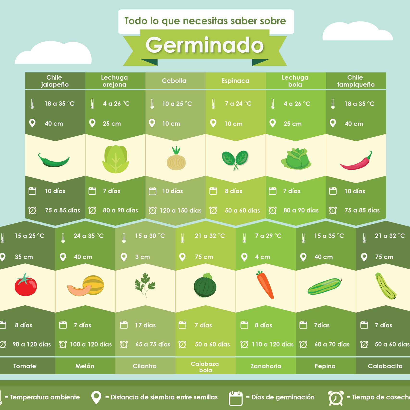 img-germinado-ecotips